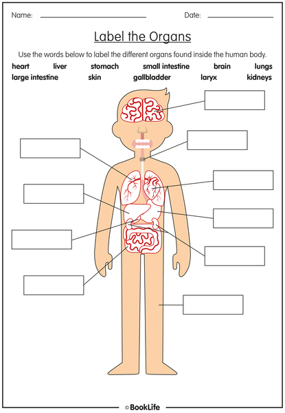 Organs of the Human Body Activity Sheet – BookLife