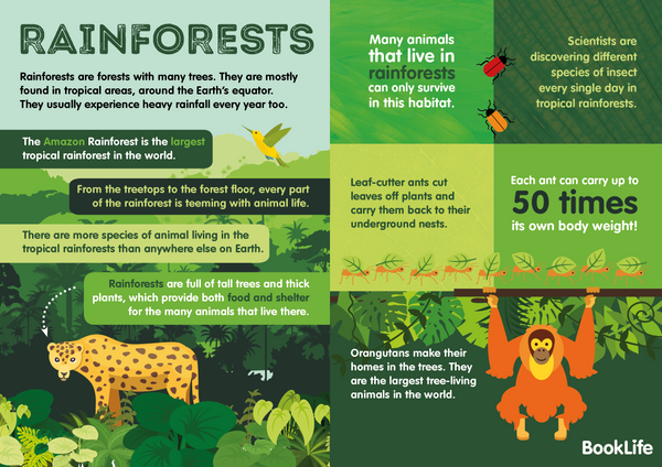 Free Rainforests Poster – BookLife