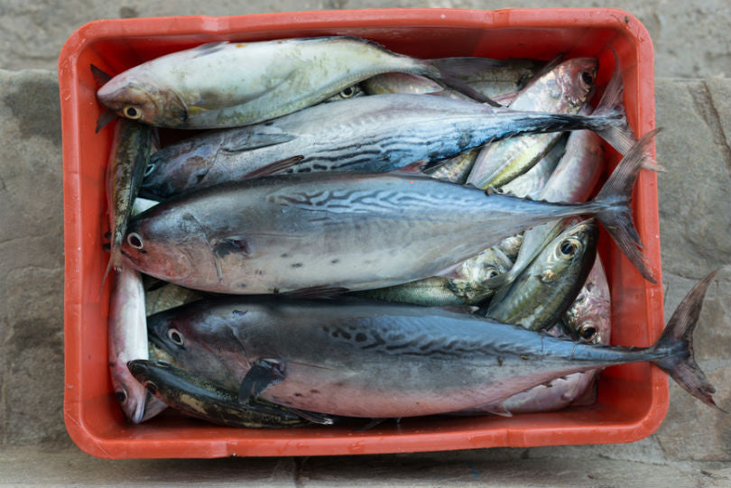 Diritto di recesso beni deperibili pesce