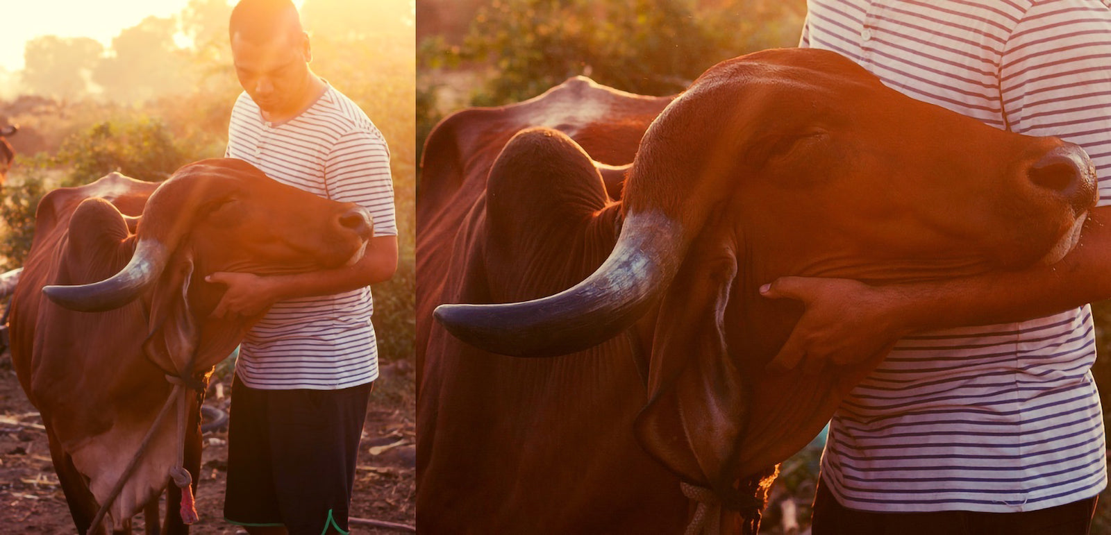 Satyajit mostra affetto a una delle sue mucche nella fattoria al tramonto
