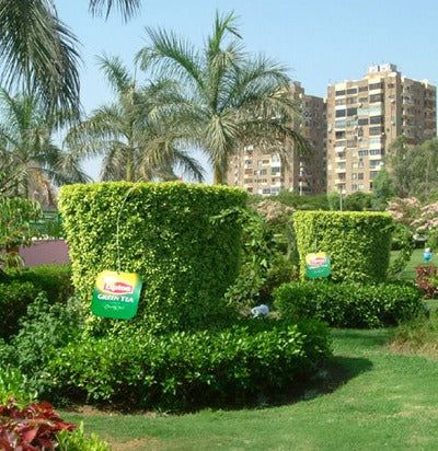 Ambient marketing in Egitto