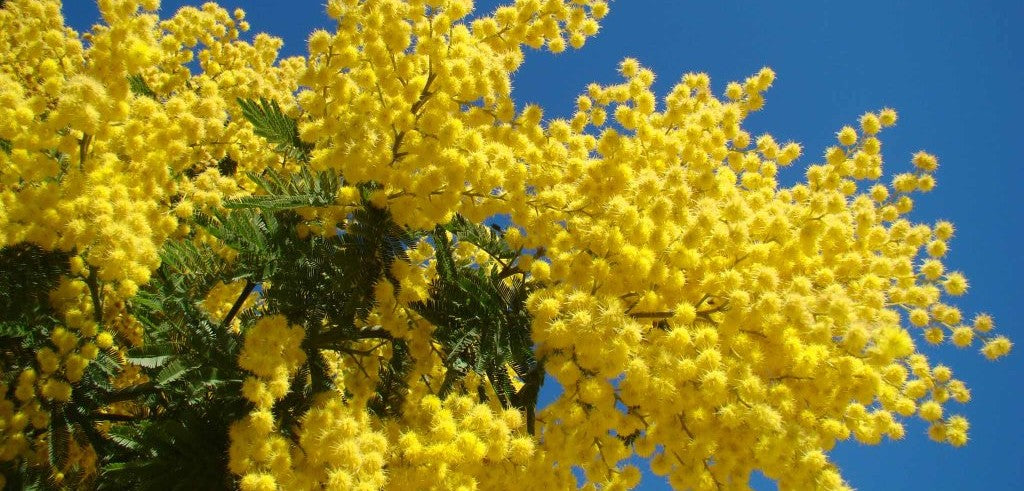 Calendario marketing - Marzo: Festa della donna con le mimose