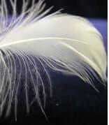 Body Feathers