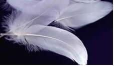 Small Flight Feathers