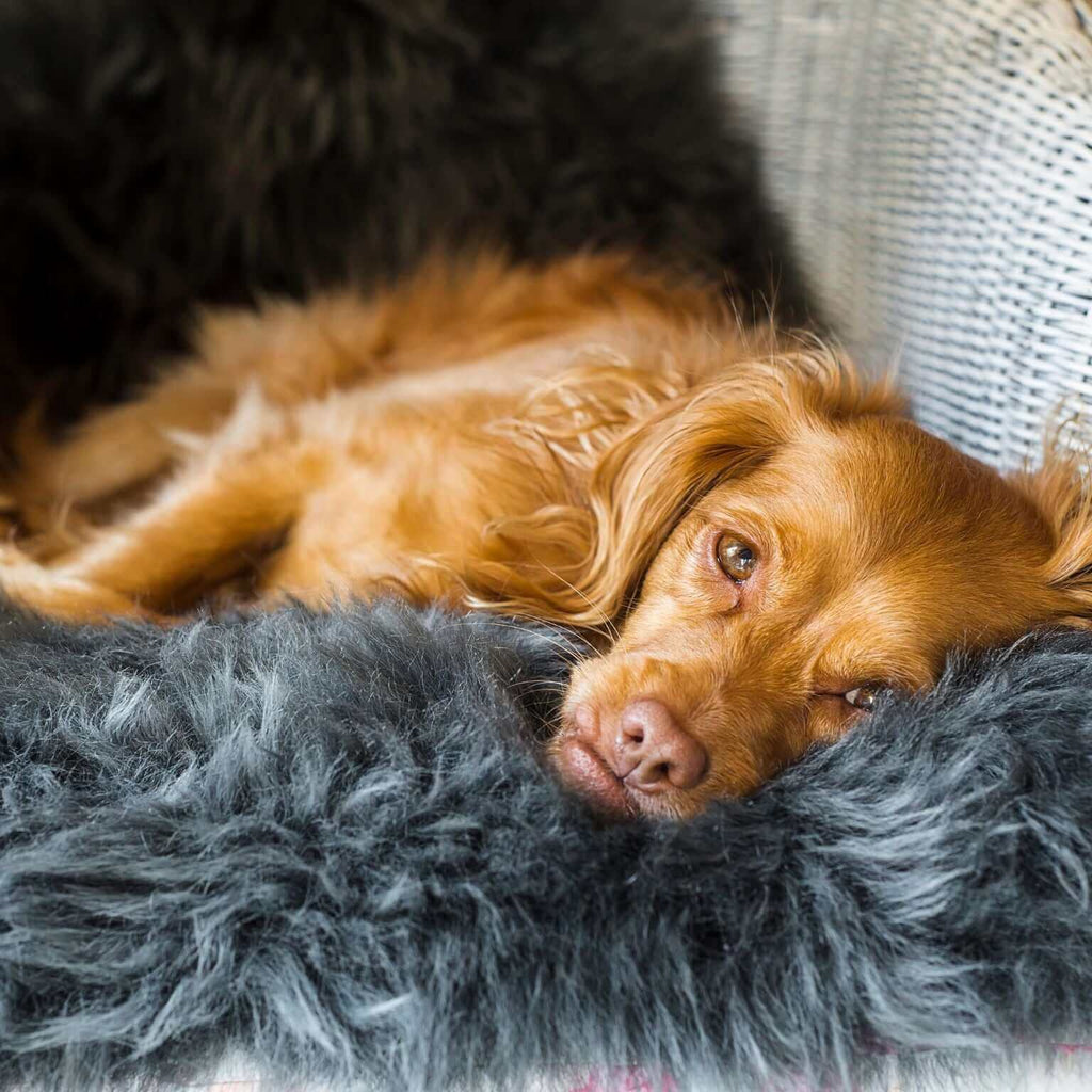 Care Guide for Sheepskin Furniture