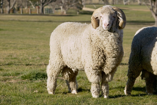 A merino sheep covered in a beautiful fleece