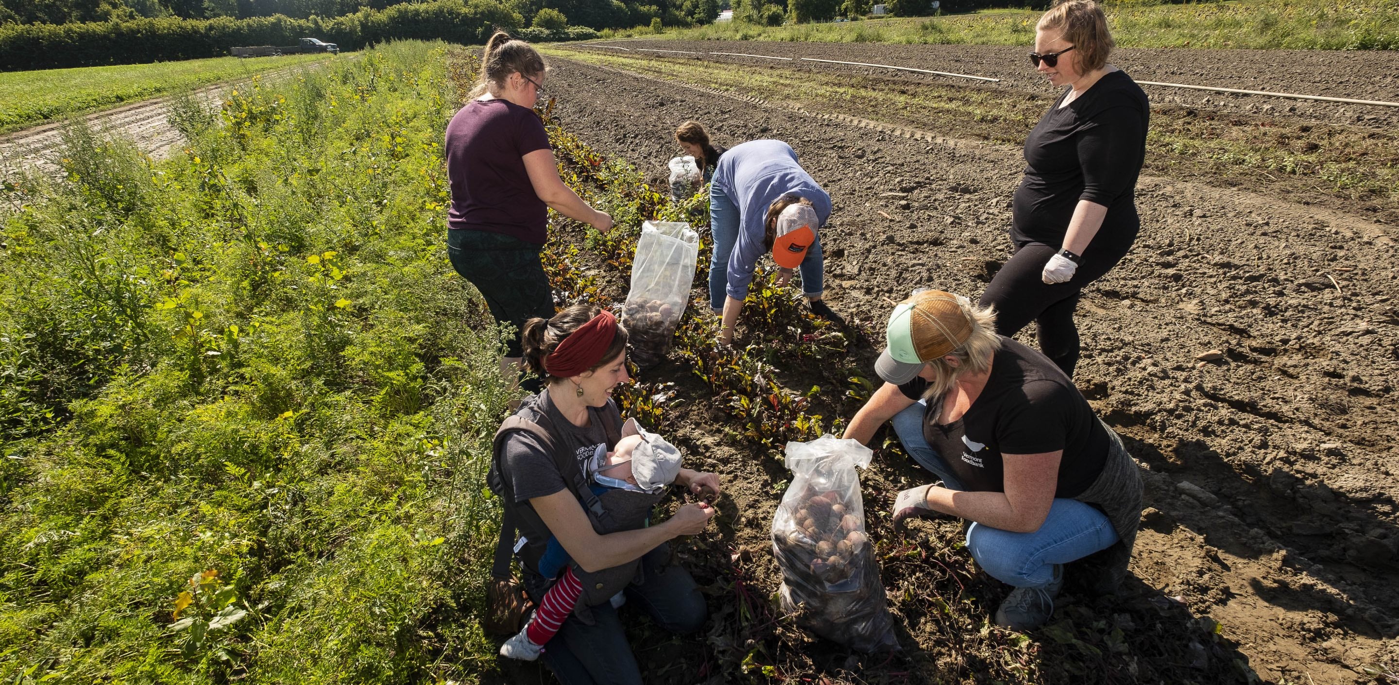 Vermont Foodbank people picking vegetables in a field