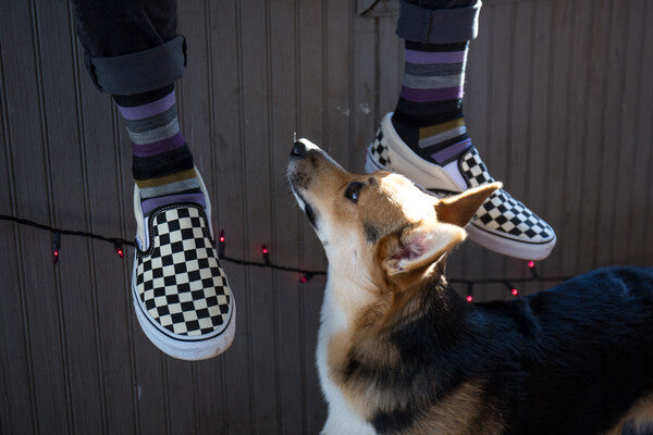 Dog looking up at feet wearing darn tough socks