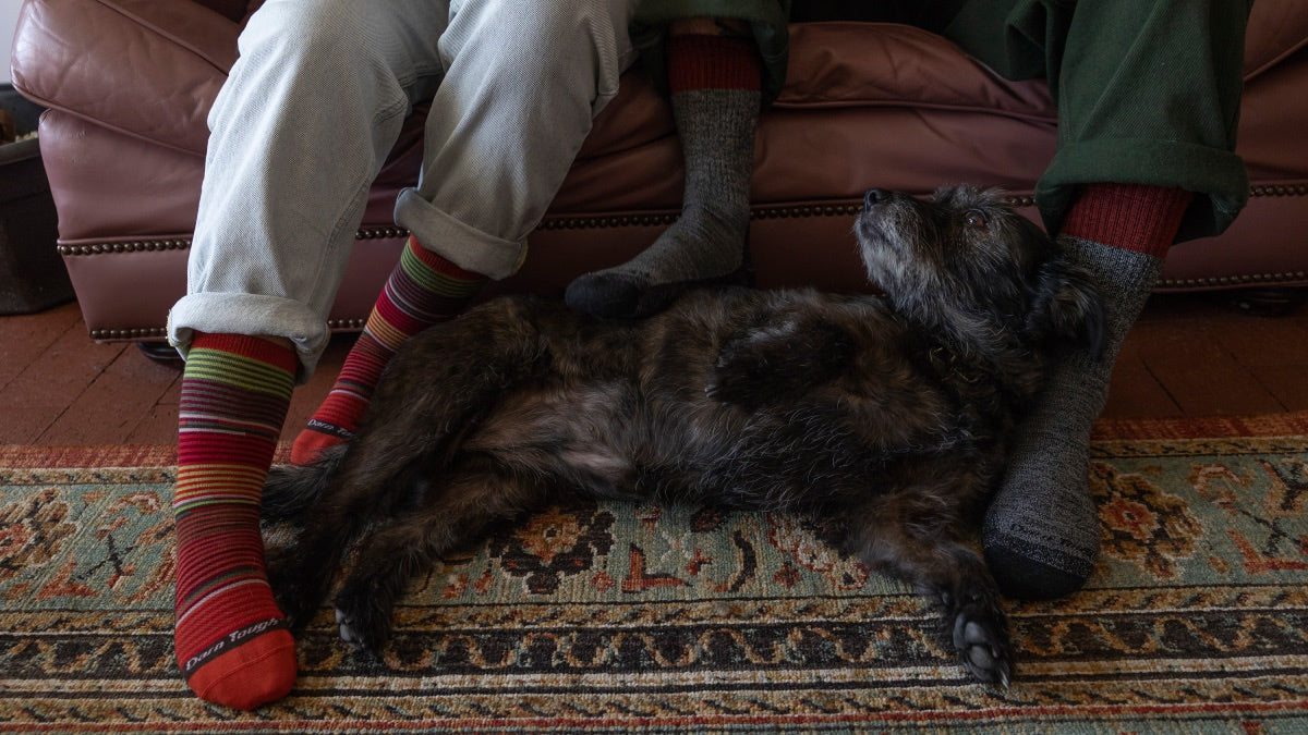 A dog curled up next to the feet of people wearing darn tough's lifetime warranty socks