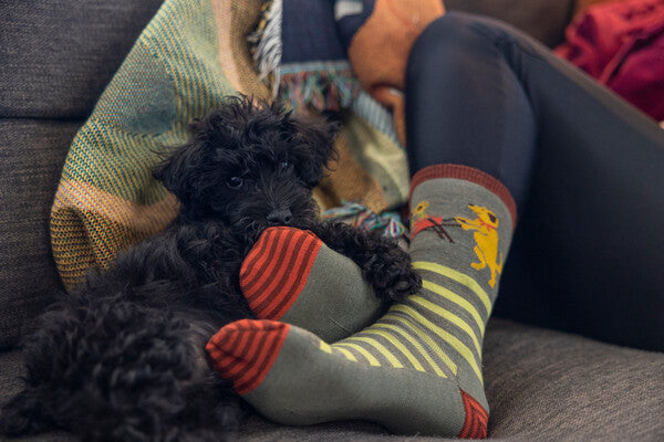 Adorable dog cuddling a person's feet, feet that are wearing the animal haus socks from darn tough