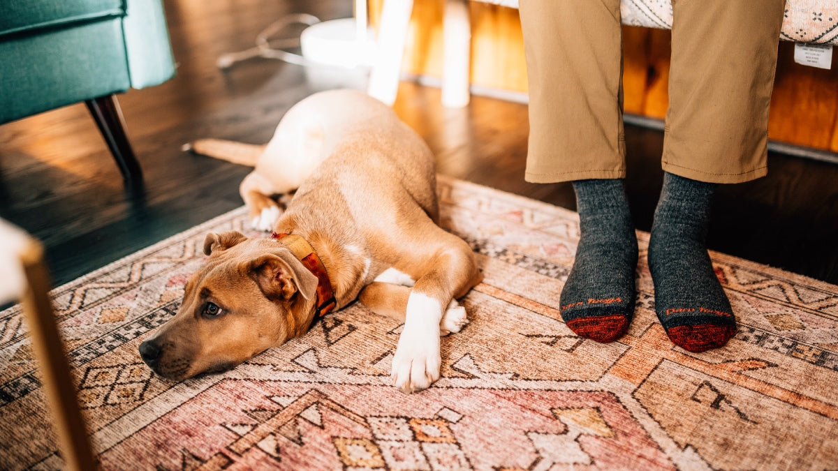 Big feet wearing big socks, on the ground next to cute dog and his big paws