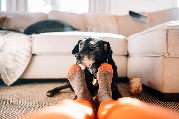A pair of feet wearing the nomad boot sock; the feet are next to an adorable dog
