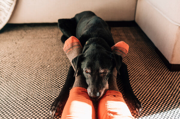 Person seated on floor wearing darn tough hiking socks, their dog cuddling up to the socks