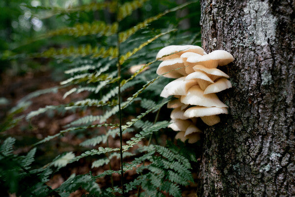 A clump of mushrooms growing on a tree on the Appalachian trail