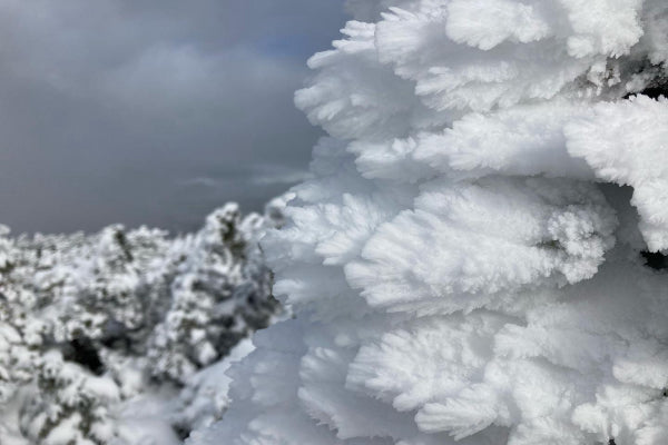 Close look at ice crystals on a tree on a snow-covered mountain