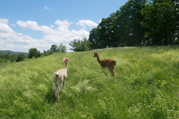 Two alpacas running through grass