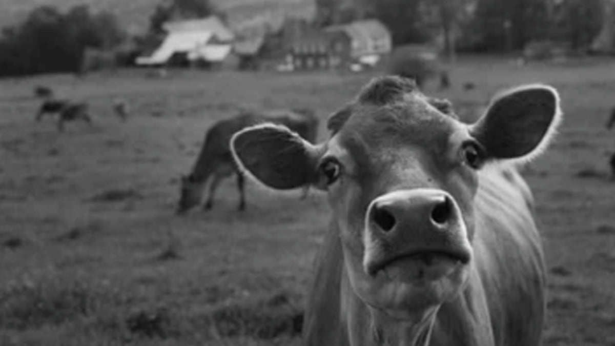 Black and Gray shot of a cow on the farm with cows in  the back