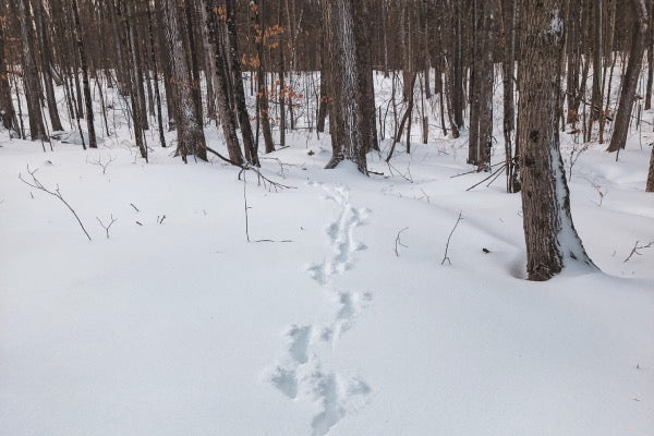 deer tracks leading off into the snowy woods