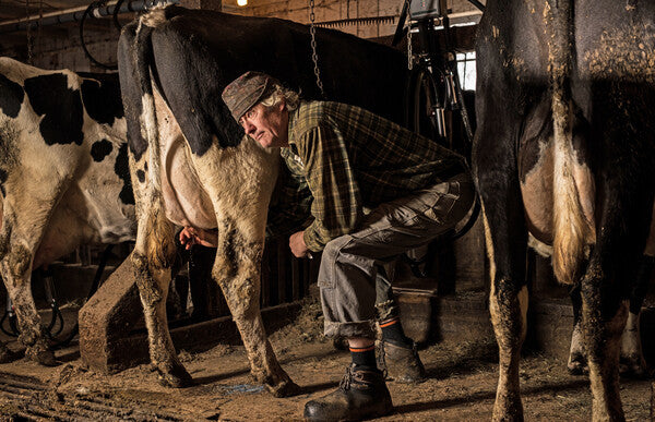 Farmer milking a cow wearing darn tough works socks