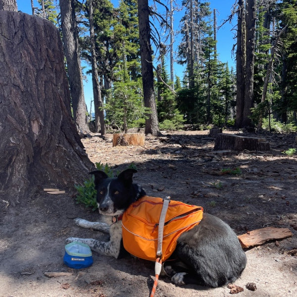 The dog Lassen seated on the ground taking a break wearing his dog hiking gear