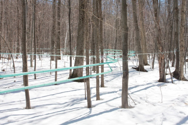 Miles of tubing visible interconnecting trees on a winter day