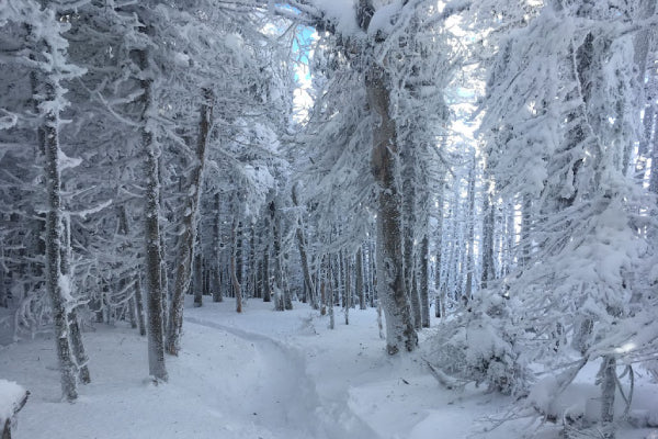 A trail through the White Mountains in winter, looking like a snow globe