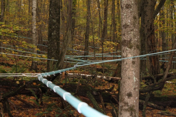 Rows of tubing creating a web-like structure in a sunny forest