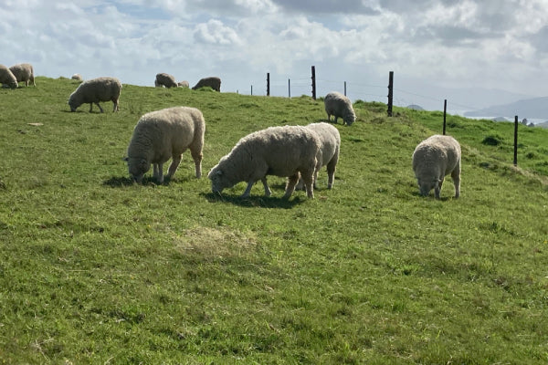 Some fluffy sheep hanging out in a field in New Zealand