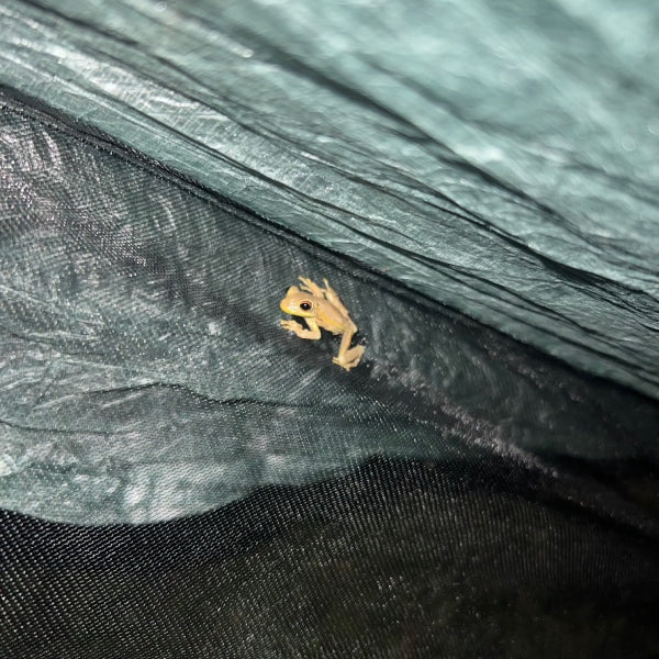 A small frog hiding in the folds of a tent