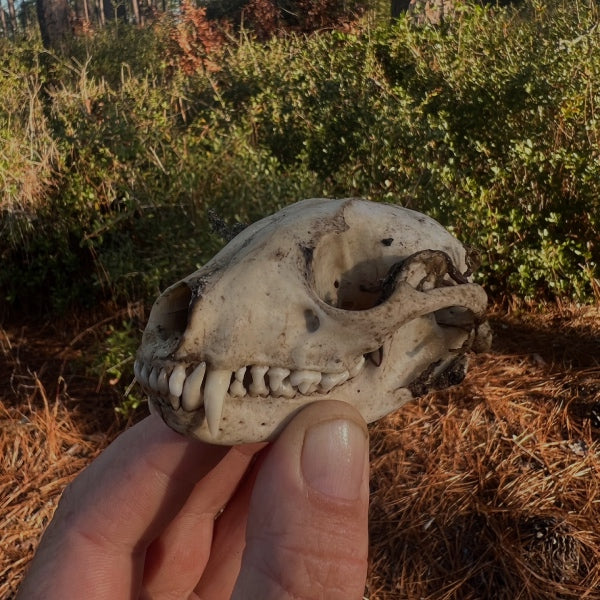 Hand holding the skull of some small wildlife