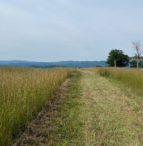 The race trail running through a grassy field