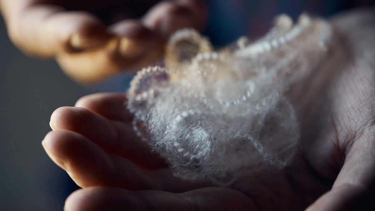 A hand holding freshly cleaned merino wool fibers