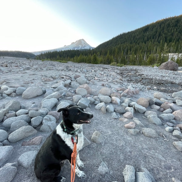Lassen the dog on a leash, mountains behind him