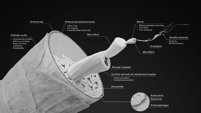 A very detailed outline of a wool fiber, from the outer cuticle to the interior