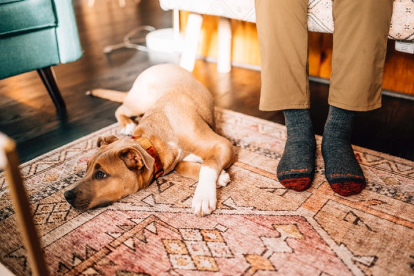 A dog resting on the floor by his owner's sock-clad feet in the Nomad boot sock