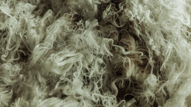 A close up look at Merino fibers, so you can see their wavy crimp