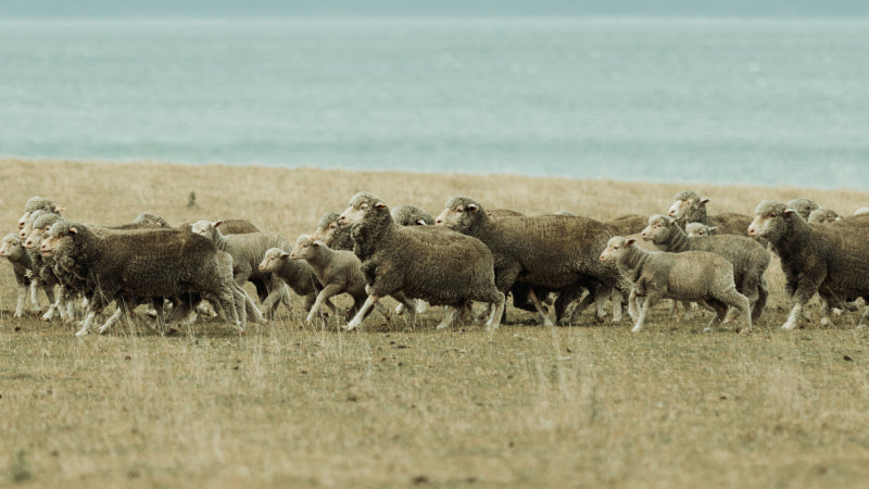 Merino sheep running across a field