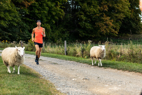 Man running down road, two sheep running with him