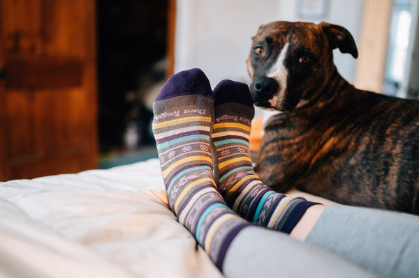 A dog curled up next to feet wearing darn tough socks