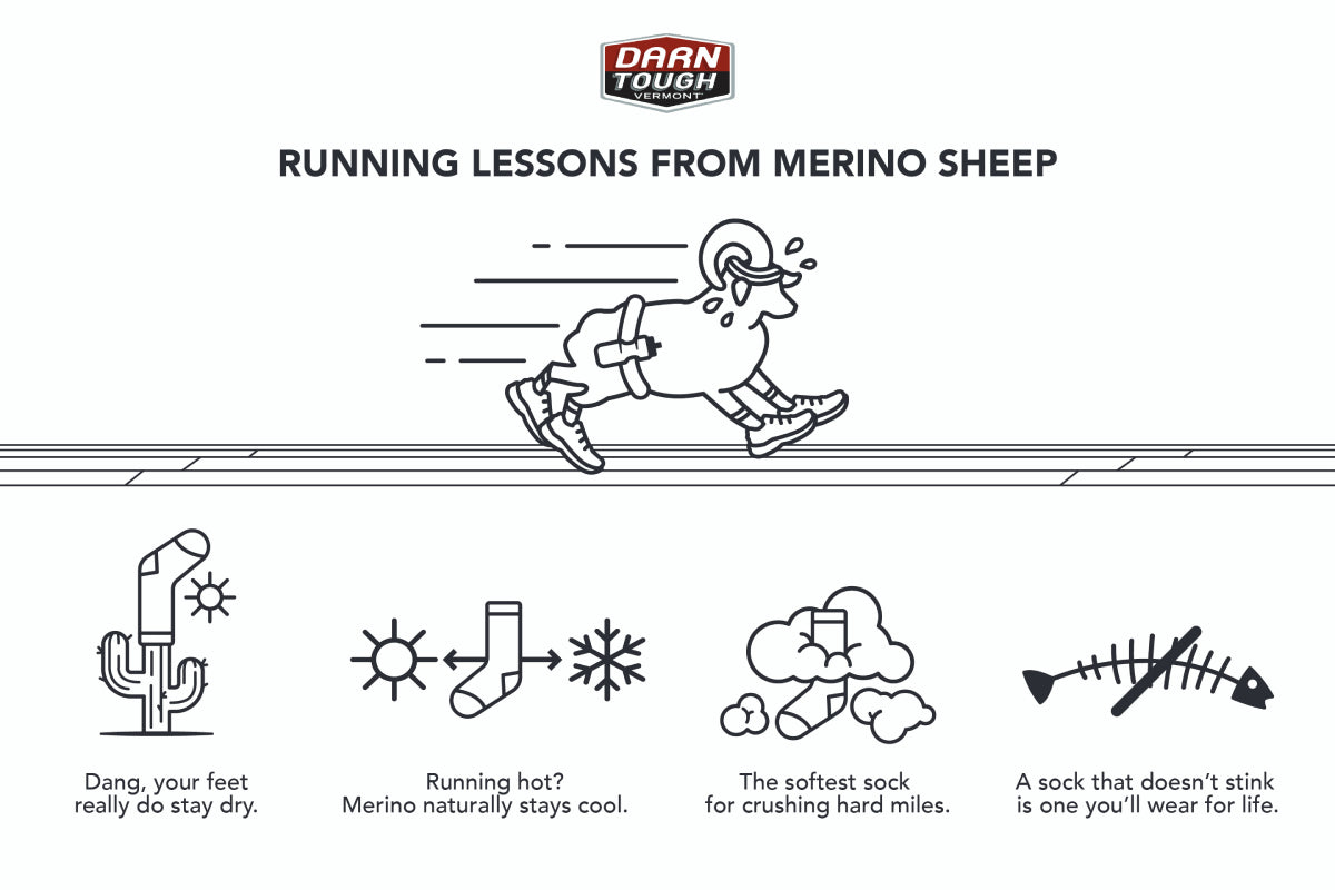 Running Lessons from Merino Sheep Infographic