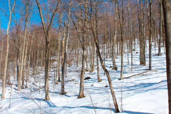 The woods around Cochran ski area on a sunny winter day