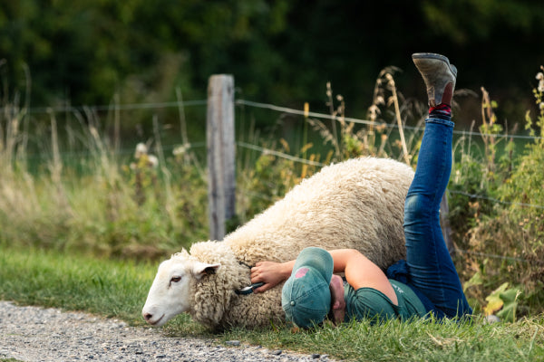 Person on ground, hugging sheep