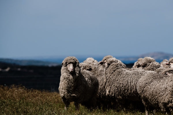 A group of merino sheep in Australia, covered in thick wool