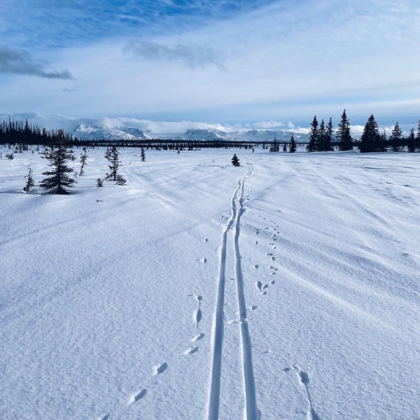 A set of cross-country ski tracks headed through the snow towards a mountain range