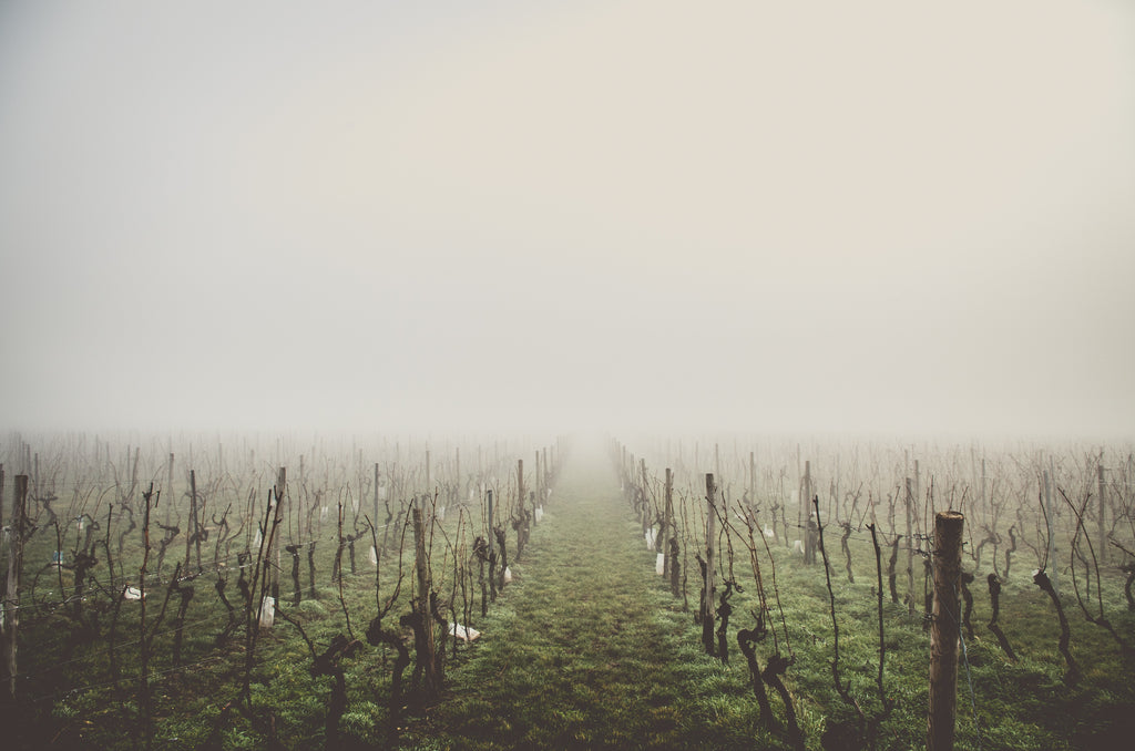 vineyard weather