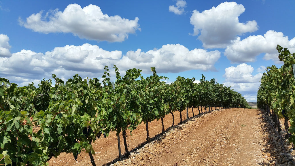 La Rioja Vineyard Wines