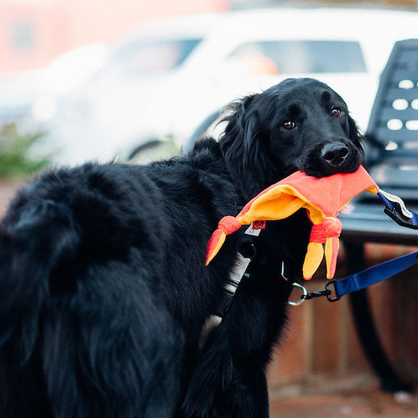 how do dogs understand emotions