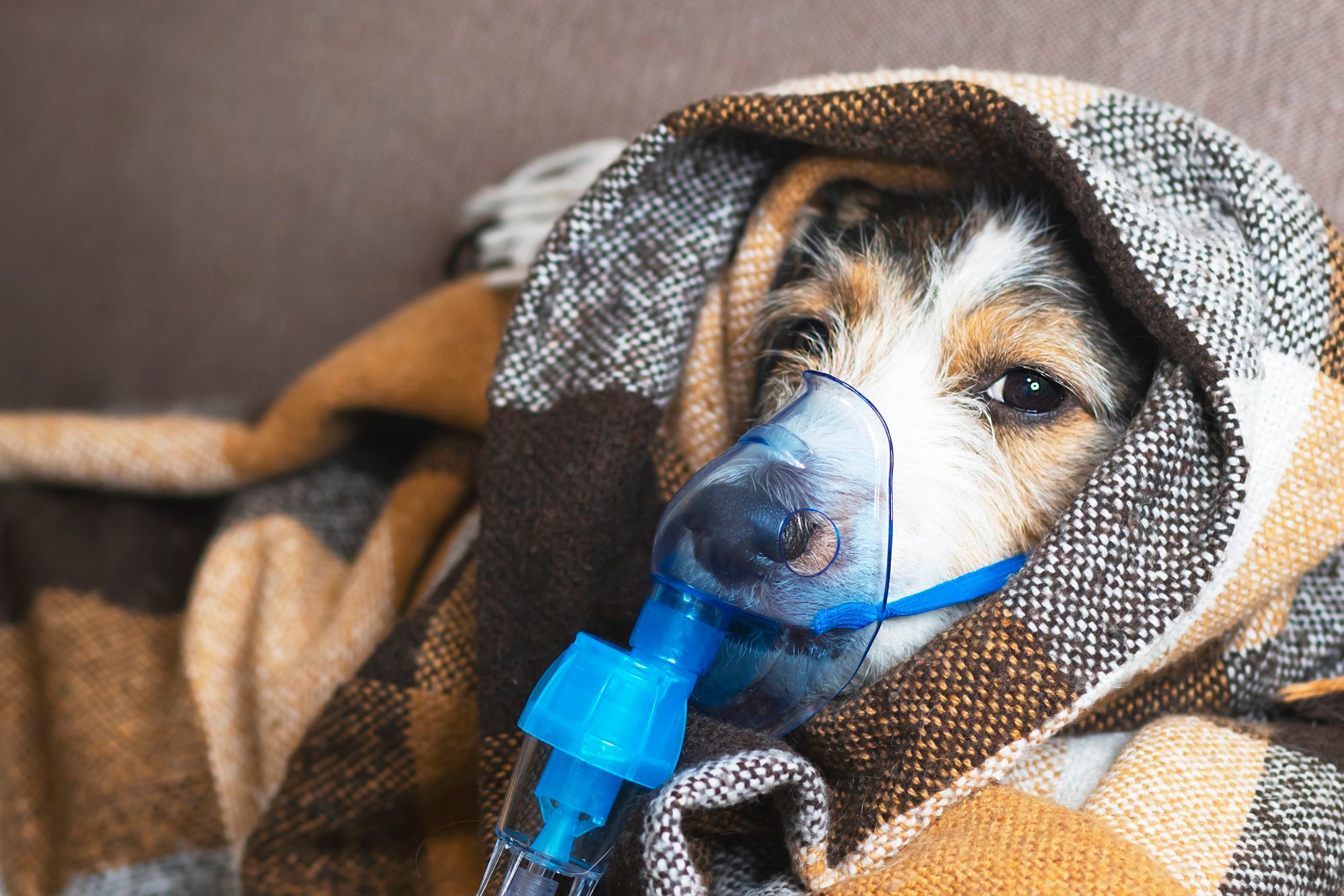 how can you tell if a dog has asthma