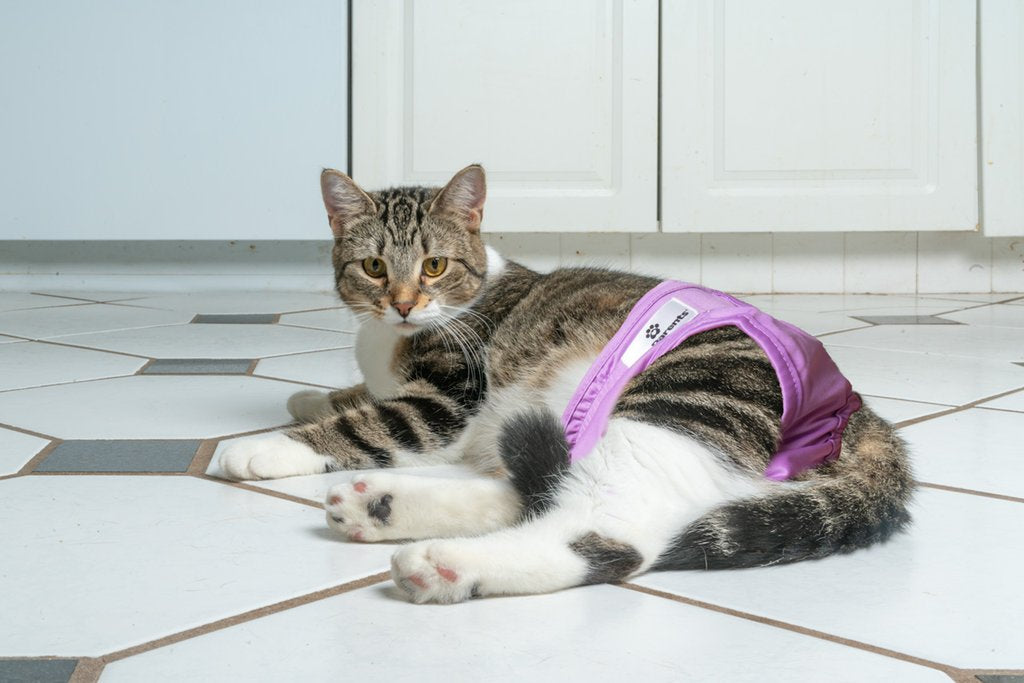 Pros and Cons of Cat Diapers Pet Parents®