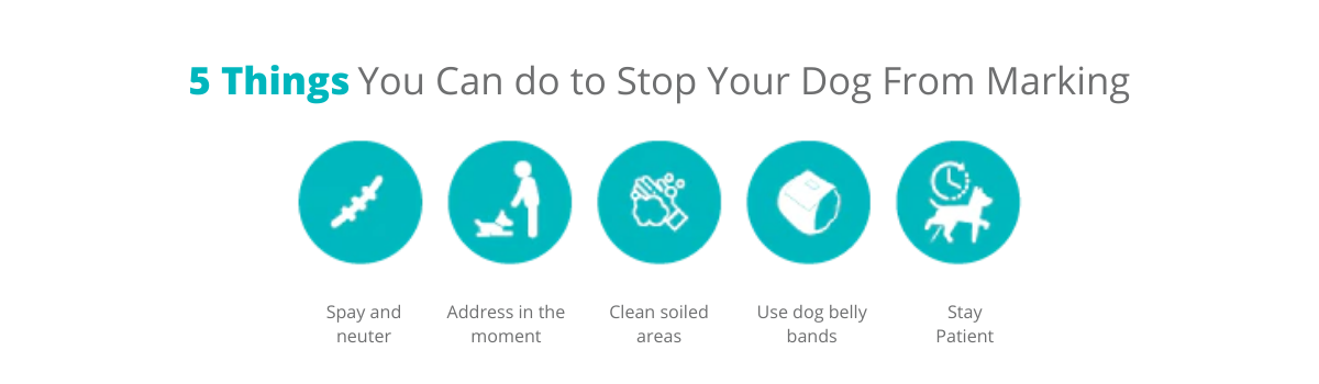 how to stop a male dog from marking, do belly bands stop dogs from marking, dog marking tips